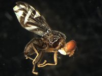 藏品(果實蠅)的圖片